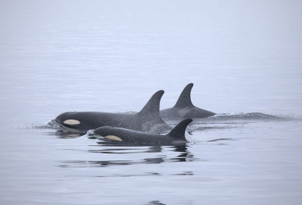 Whale Health & Monitoring