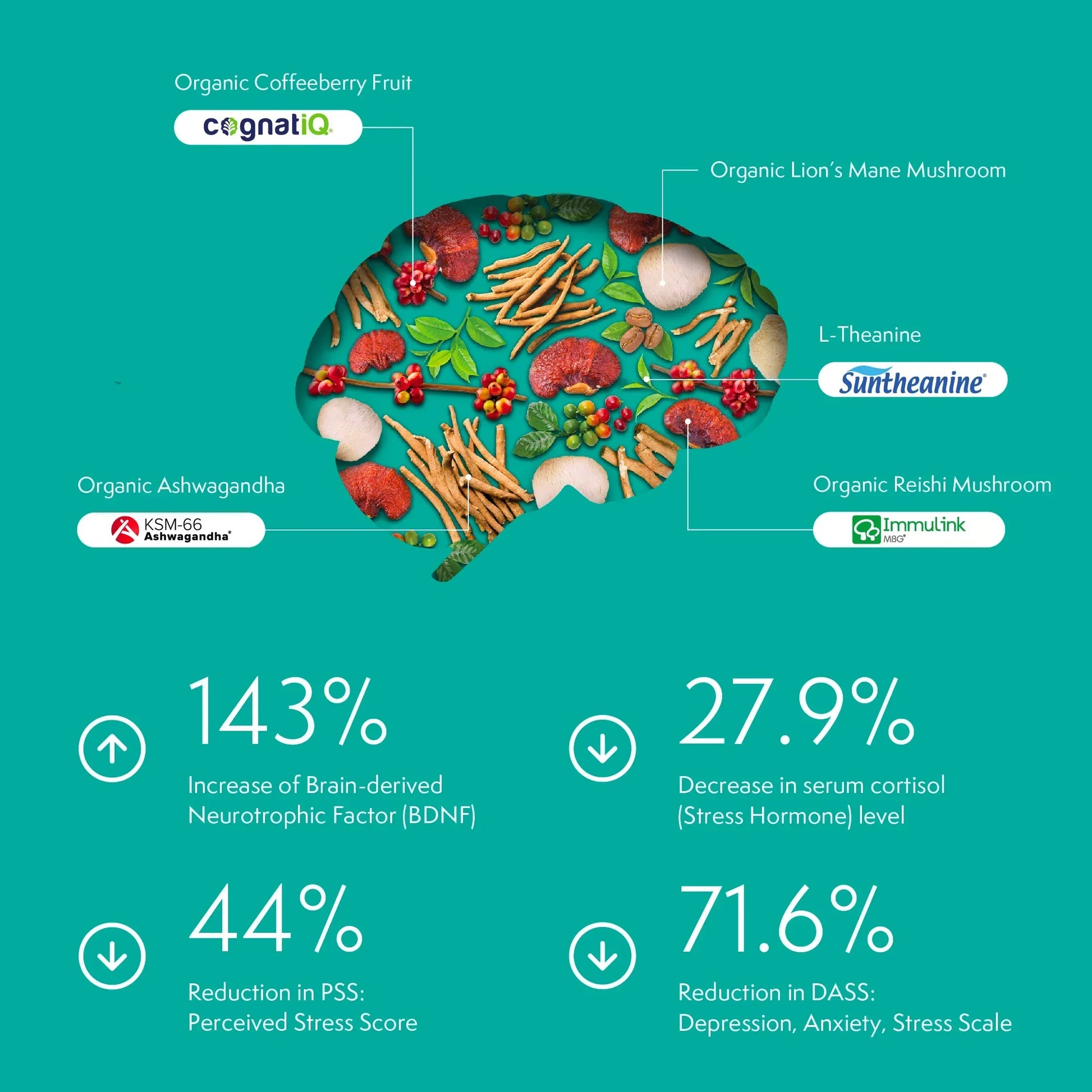 Infographic of clinically backed brain health benefits from JostArriba ingredients: lion’s mane, reishi (Immulink), ashwagandha (KSM-66), L-Theanine (SunTheanine), and coffeeberry (cognatiQ). Highlights: 143% increase in BDNF, 71.6% reduction in depression/anxiety/stress scores, 44% drop in perceived stress, 27.9% cortisol decrease.