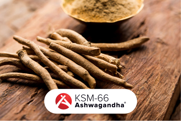 Organic KSM-66 ashwagandha root and powder, a clinically studied adaptogen for reducing stress and boosting vitality. A core ingredient in JostArriba mushroom coffee, supporting calm energy, focus, and mood balance.