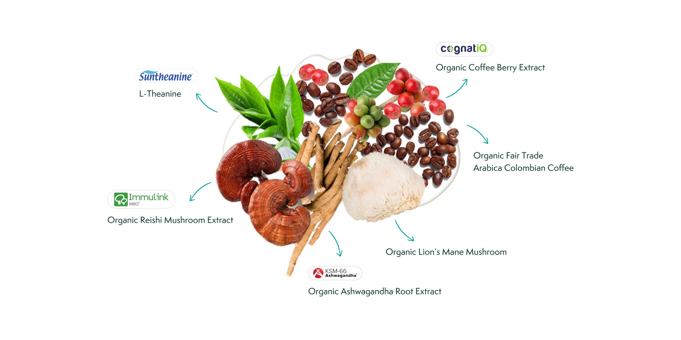 Infographic showing JostArriba’s functional ingredients: Organic Lion’s Mane Mushroom, Organic Reishi, Ashwagandha Root Extract, Coffee Berry Extract, Fair Trade Colombian Coffee, and L-Theanine.
These clinically proven adaptogens and nootropics support focus, mood, energy, and stress relief in a sustainable mushroom coffee blend.