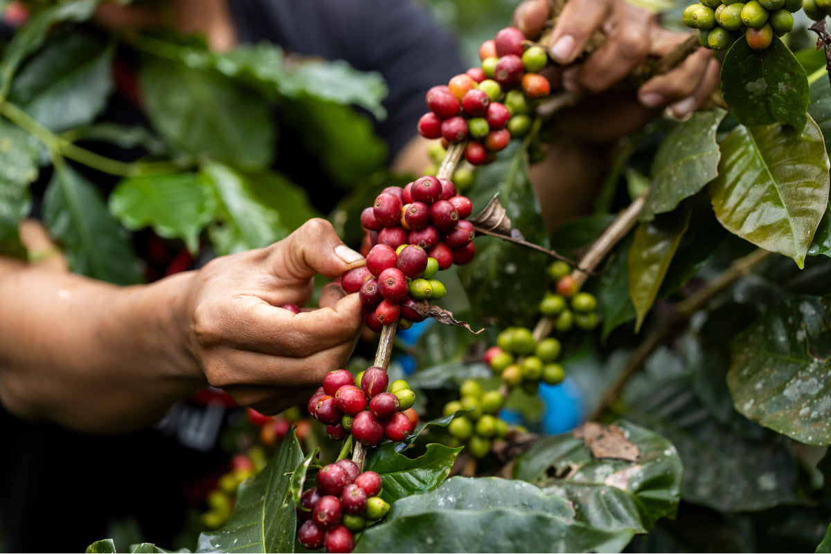 Farmer handpicking ripe organic coffee cherries from a Colombian coffee plant. Sustainably harvested Arabica beans used in EightBillion’s JostArriba mushroom coffee for rich taste and eco-conscious sourcing.