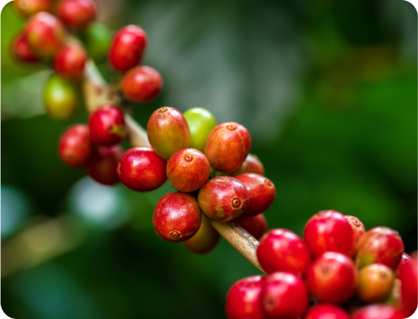 CognatiQ® Coffee Berry Extract