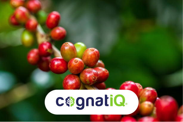 Coffeeberry fruit on the branch, featured as CognatiQ® for enhanced cognitive function. A natural nootropic ingredient in JostArriba mushroom coffee, supporting brain health, focus, memory, and mood.