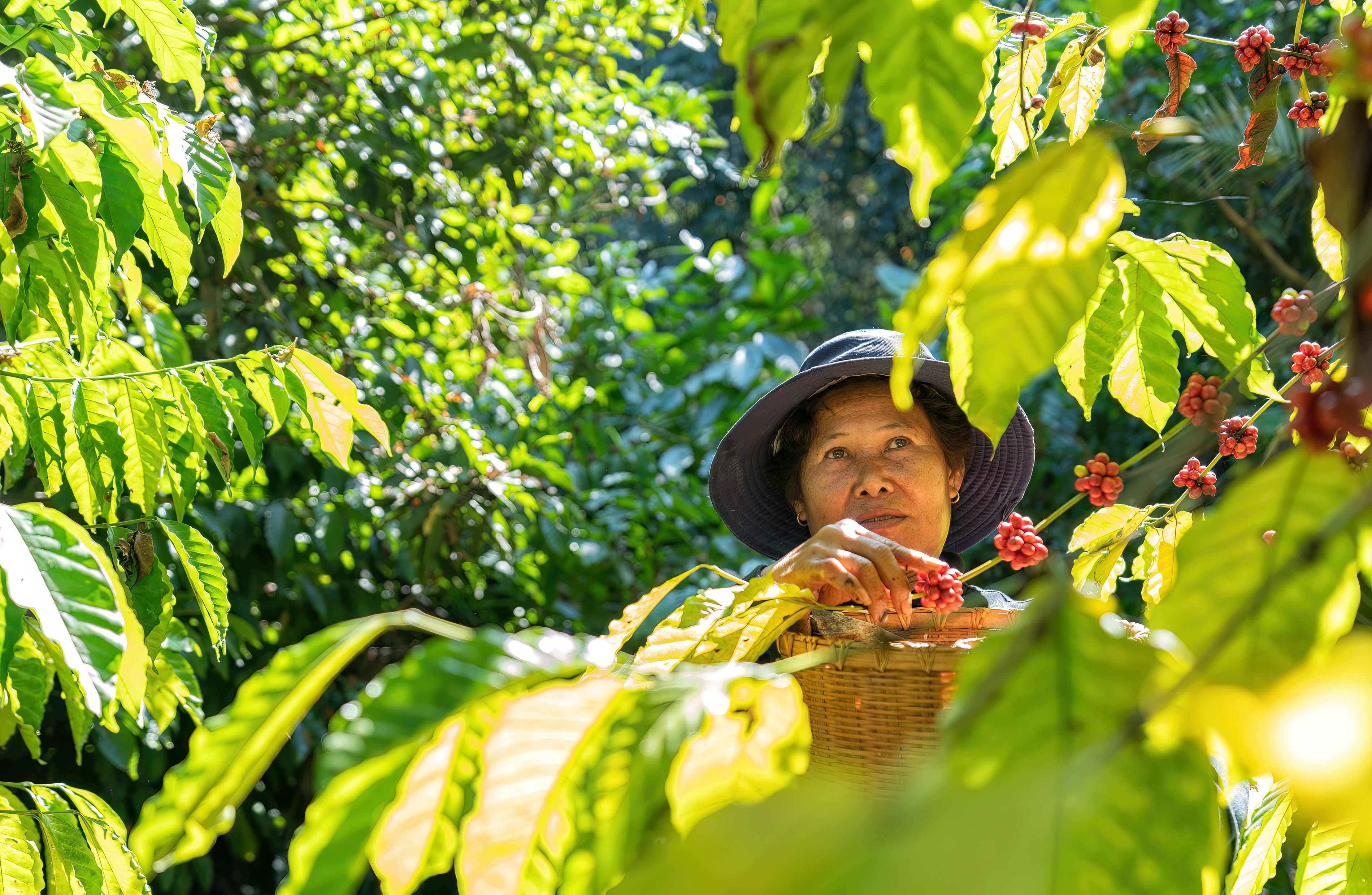 Female farmer harvesting ripe organic coffee cherries in a lush plantation. Sustainably grown Arabica beans, handpicked for EightBillion’s mushroom coffee, supporting fair trade and eco-conscious farming