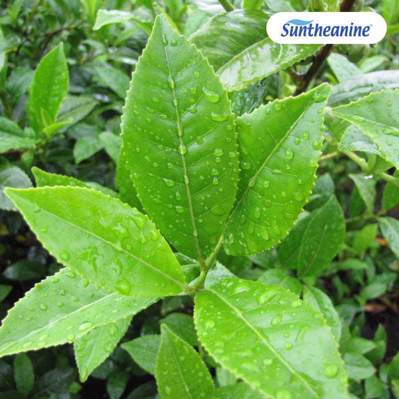 Suntheanine® L-Theanine