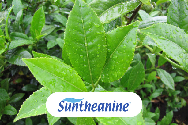 Green tea leaves rich in Suntheanine® L-theanine, a natural nootropic that promotes calm focus and relaxation. A key ingredient in JostArriba mushroom coffee, supporting memory, mood, and balanced brain health