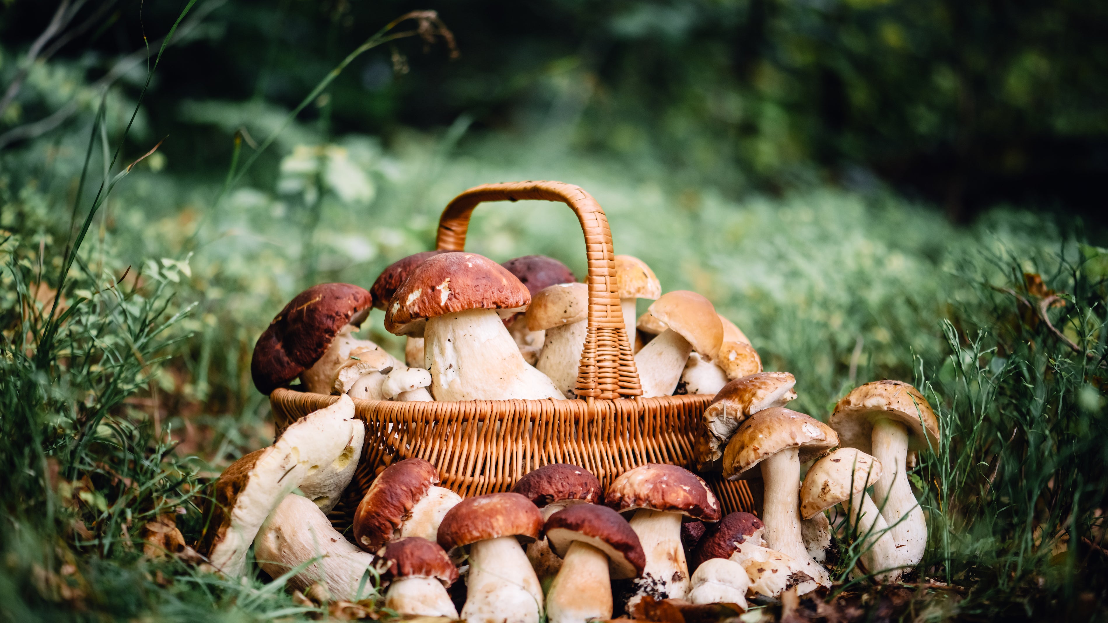 Get in the Mood with Mushrooms