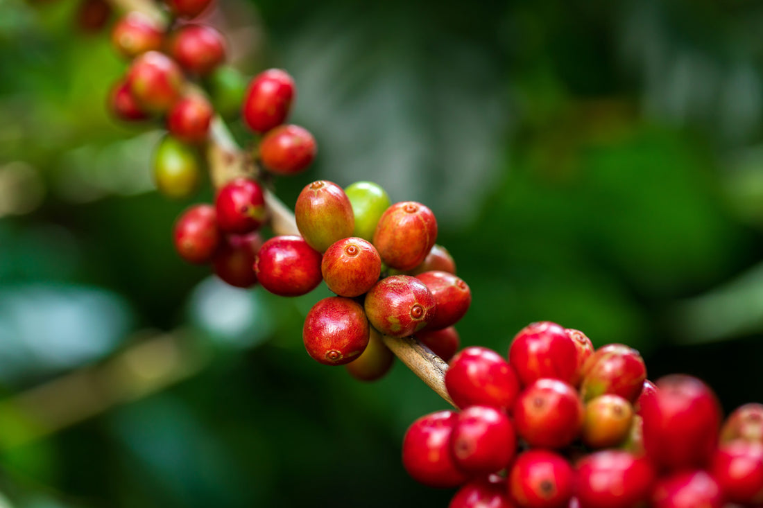 Upcycling Coffeeberry: From Food Waste to Brain Boosting Superfruit