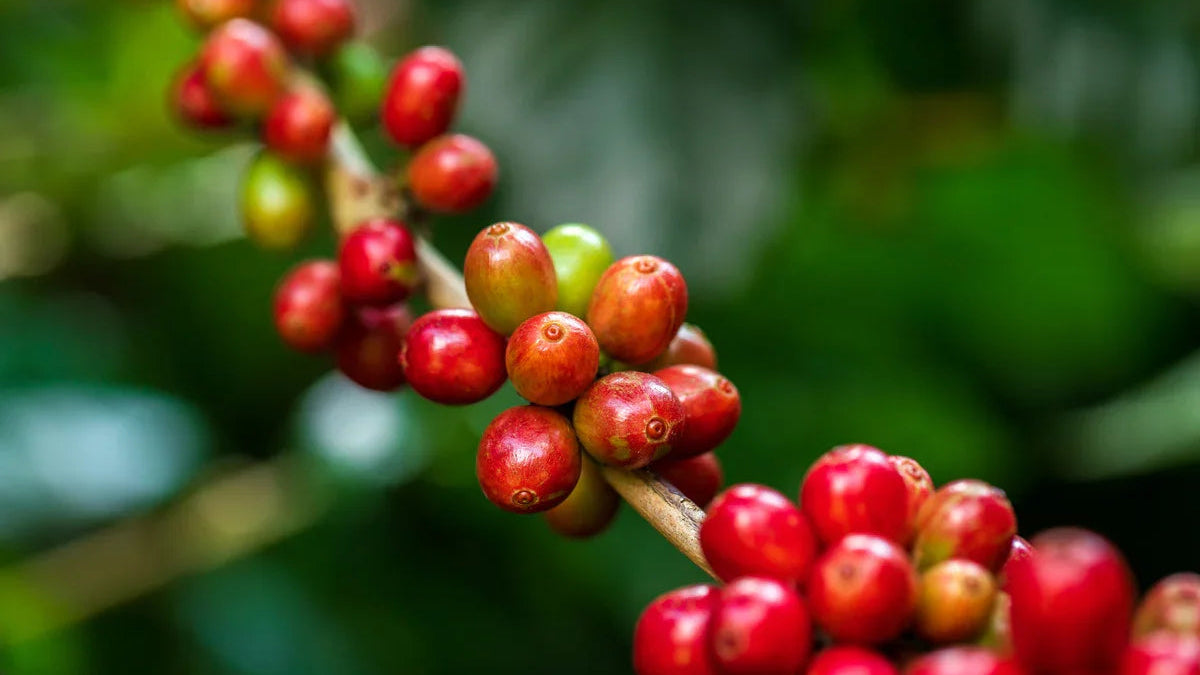 Upcycling Coffeeberry: From Food Waste to Brain Boosting Superfruit